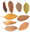 Colorful fall leaves isolated