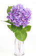 hortensia