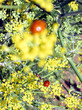 marienkäfer  auf gewürzfenchel