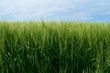 Roggenfeld mit Himmel Roggenfeld mit Himmel