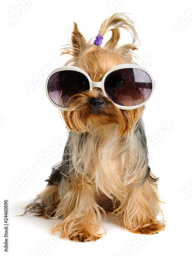 Photo: yorkie in the glass yorkie in the glass
