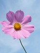 Daisy on the background of a beautiful sky