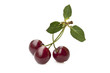 Cherry trio