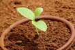 Sapling