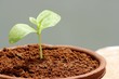 Sapling in a mud pot