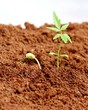 Two Neem saplings in mud