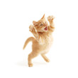 kitten jumping kitten jumping