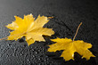 autumn leaves over black
