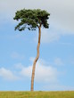 Single Tree