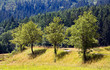 Schwarzwald , Baiersbronn im Sommer