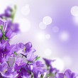 campanulas campanulas