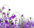 campanulas campanulas
