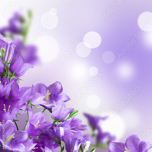 Photo: campanulas campanulas