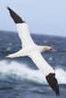 fou de bassan en vol sept iles