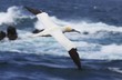 fou de bassan en vol sept iles fou de bassan en vol sept iles