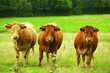 trois vaches dans un pré vert