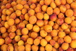 Aprikosen