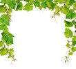 Fresh grapevine border on white background Fresh grapevine border on white background