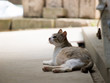 妊娠した猫
