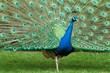 Foto: Peacock at it's best Peacock at it's best