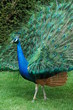 Foto: The colours of a Peacock The colours of a Peacock