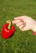 Red peppers hanging on his finger, von grass