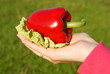 Red peppers hanging on his finger, von grass