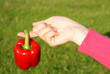 Red peppers hanging on his finger, von grass