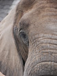 Elefant, Kopf