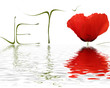 Je t'aime coquelicot - Flood Je t'aime coquelicot - Flood