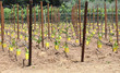 Young vineyard