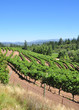 California vineyard