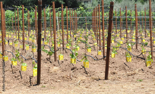 Photo: Young vineyard Young vineyard