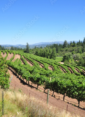 Photo: California vineyard California vineyard