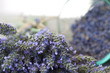 Lavender with seeds