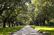 beautiful OAK alley beautiful OAK alley
