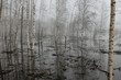 Floodplain forest in spring