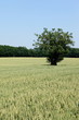 Champ de blé