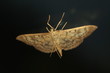 Nesselzünsler - Pleuroptya ruralis