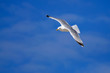 Möwe im Flug vor blauen Himmel