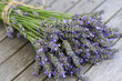 Lavender blue close-up