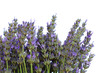 Lavender on white background