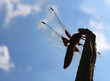 Foto: Dragonfly Dragonfly