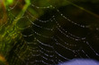Foto: Spider web Spider web
