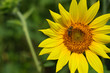 Foto: Bee on a sunflower Bee on a sunflower