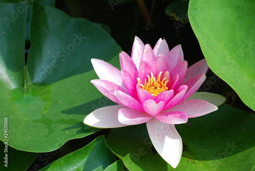 Foto: Seerose Seerose
