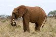 Elefant in Kenia, Afrika