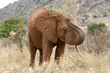Elefant in Kenia, Afrika