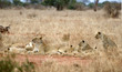 Löwen in Afrika, Kenia