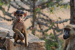 Baby-Affe